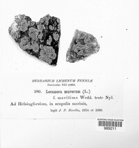 Calogaya saxicola image